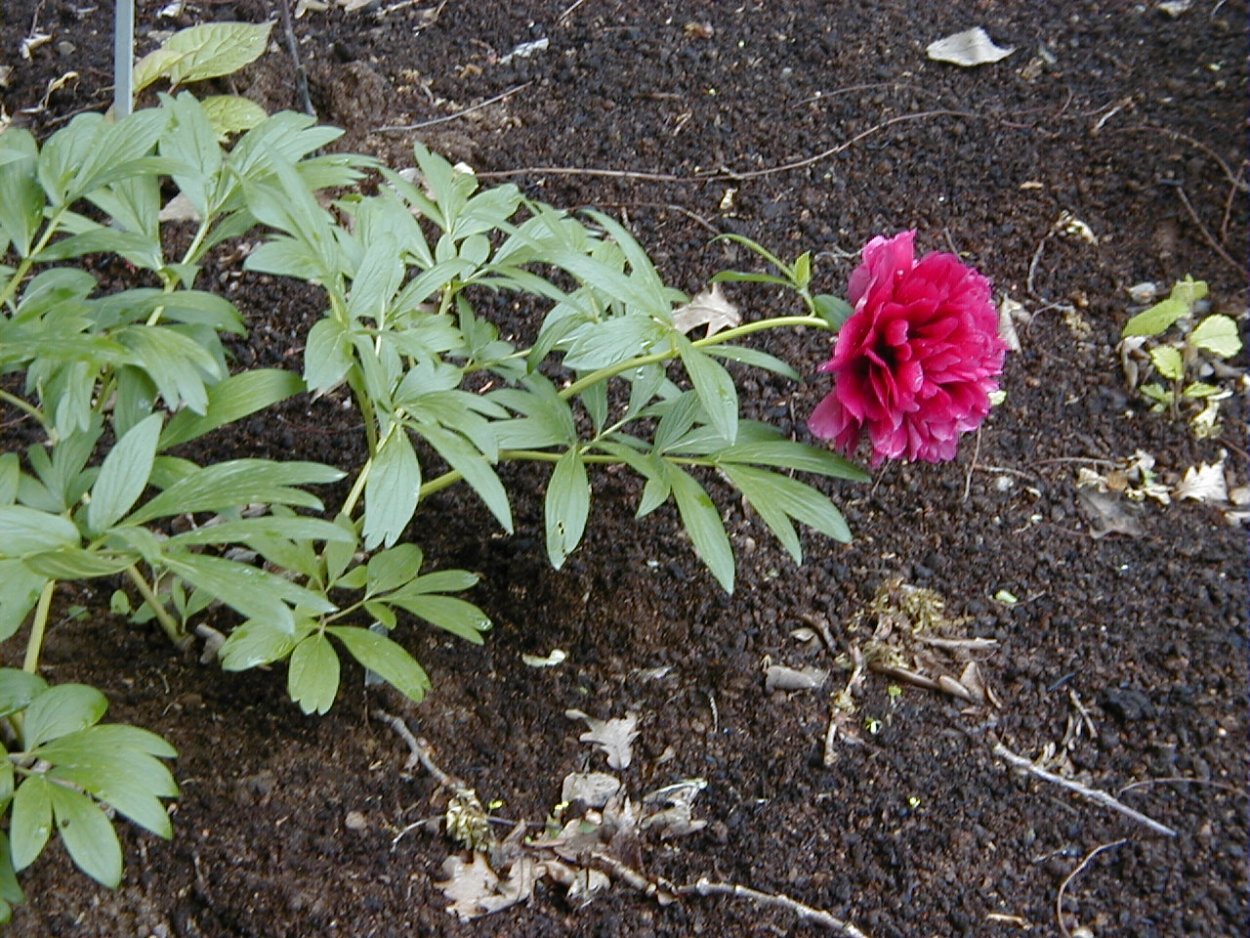 Пион древовидный Shima Nishiki