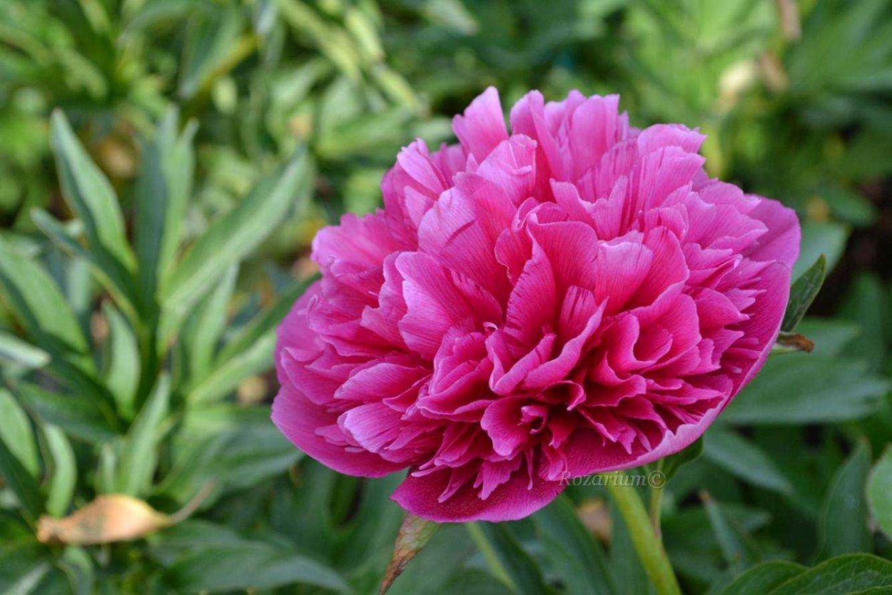 Пион оффициналис Розеа плена