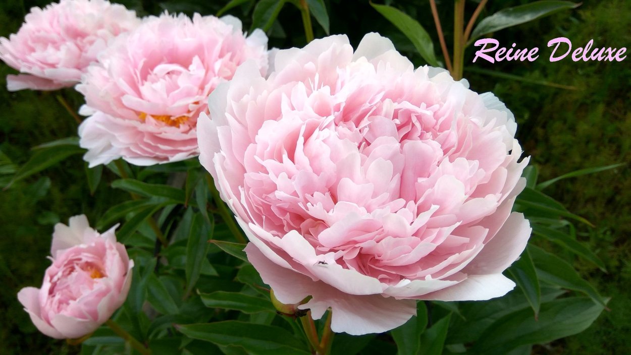 Пион Bouquet perfect