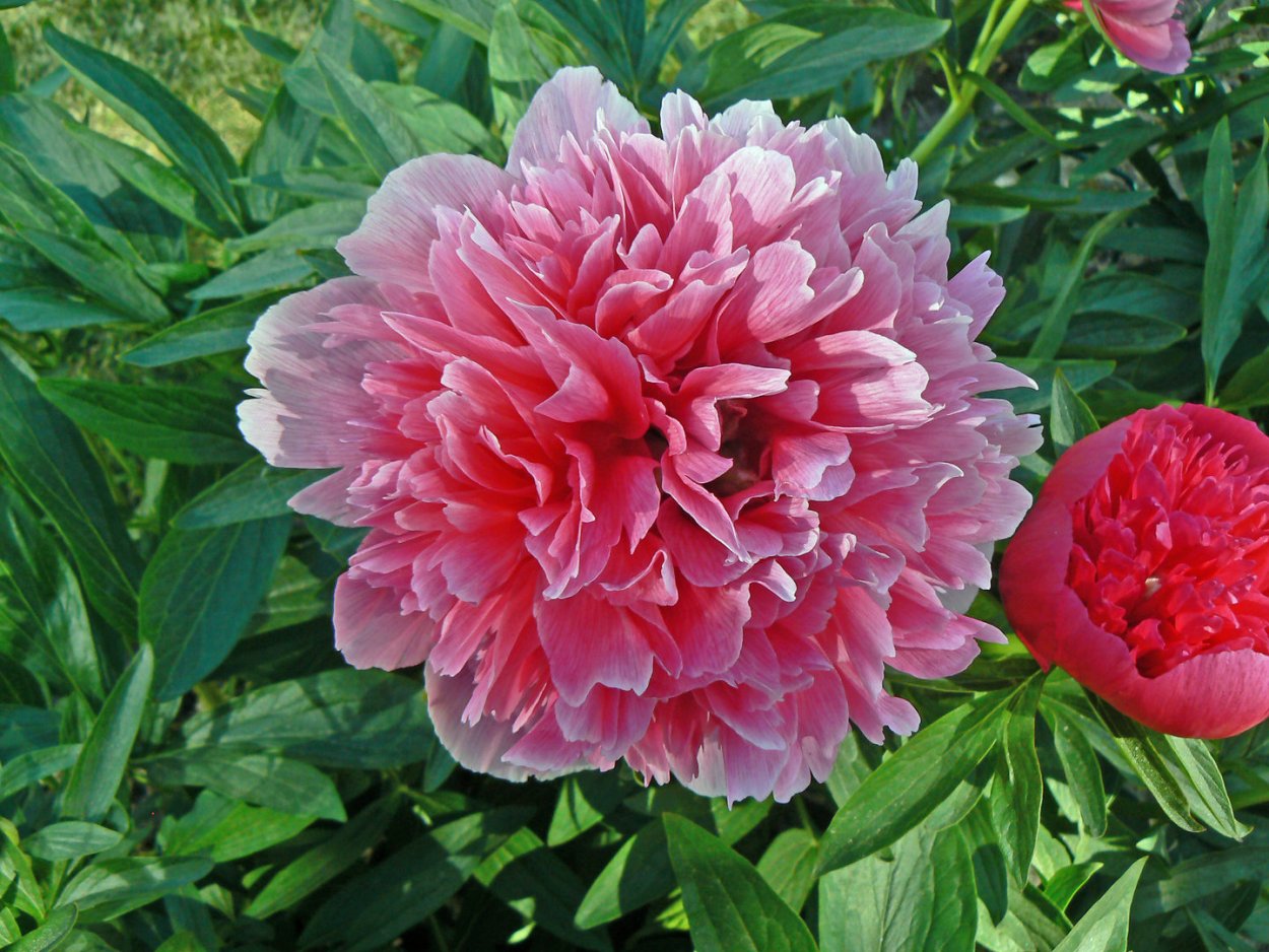 Пион Офишиналис Розеа плена