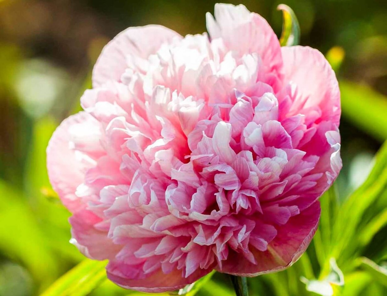 Пион mutabilis Plena