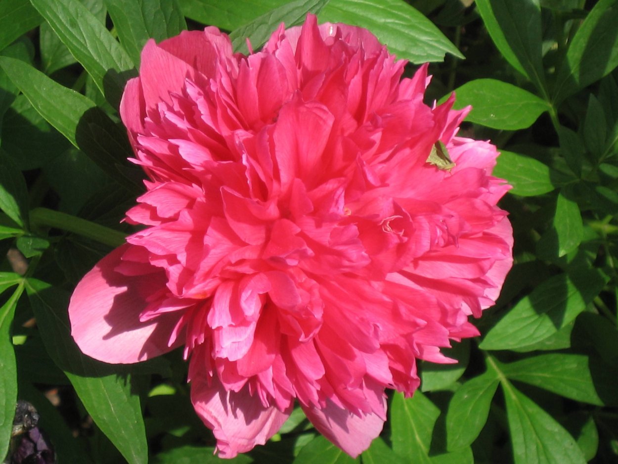 Пион rosea Plena