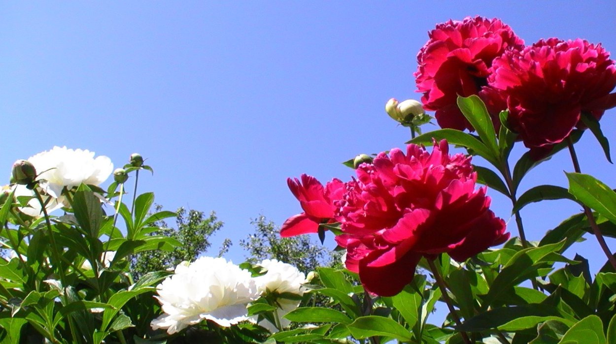 Букет пионов для инстаграмма