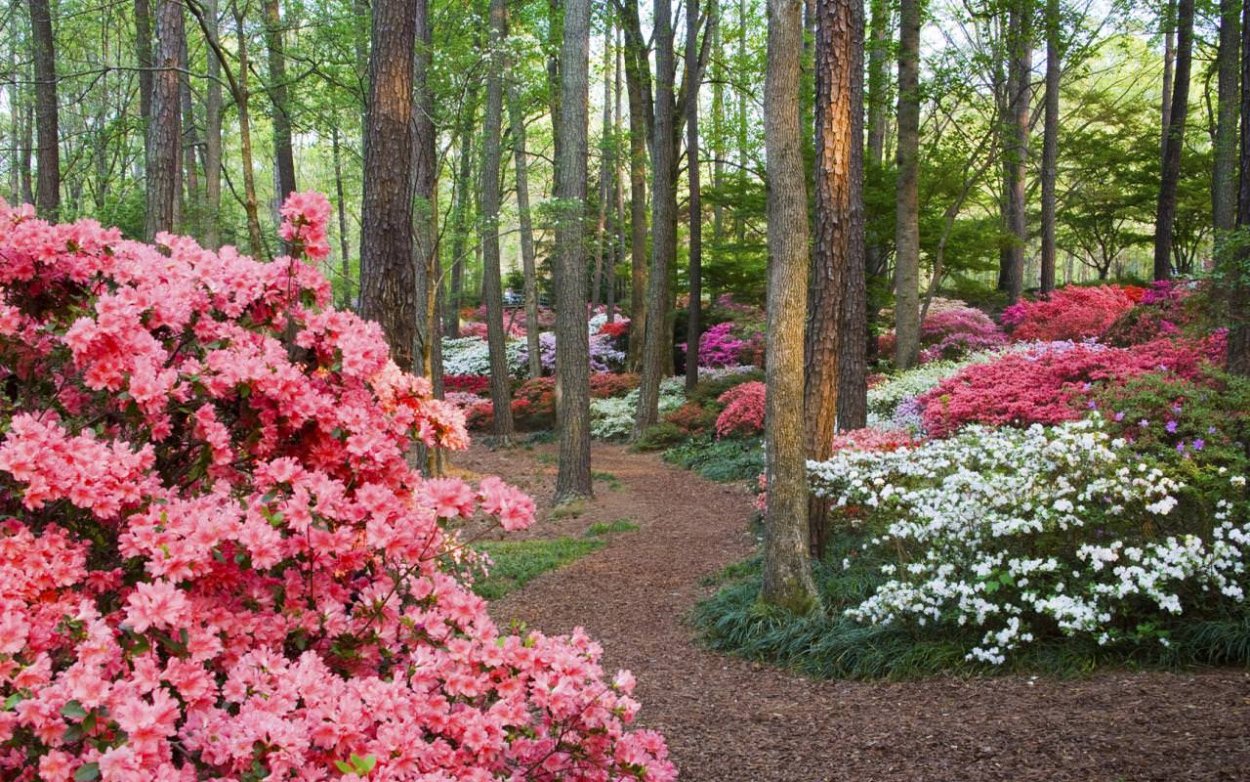 Рододендрон Лесной