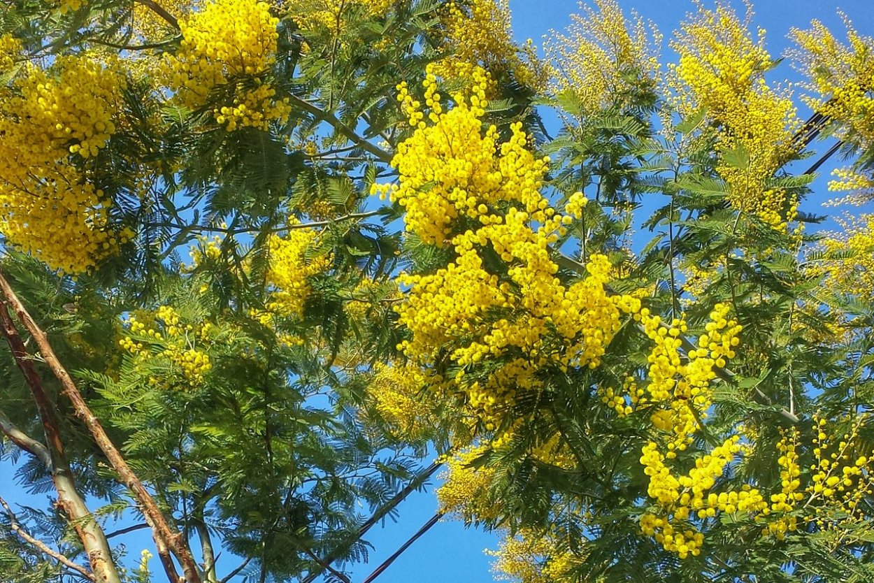 Мимоза Акация Абхазия