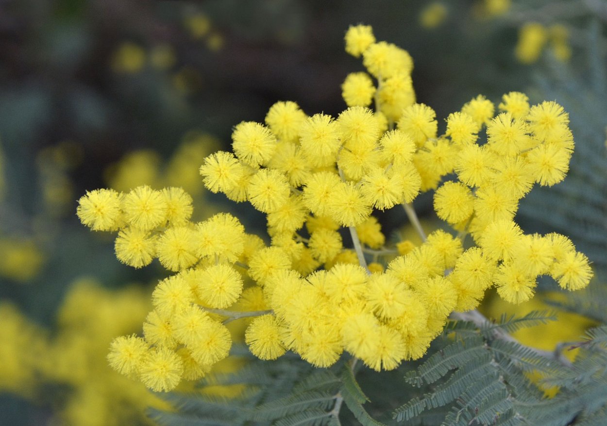 Сибирская Мимоза