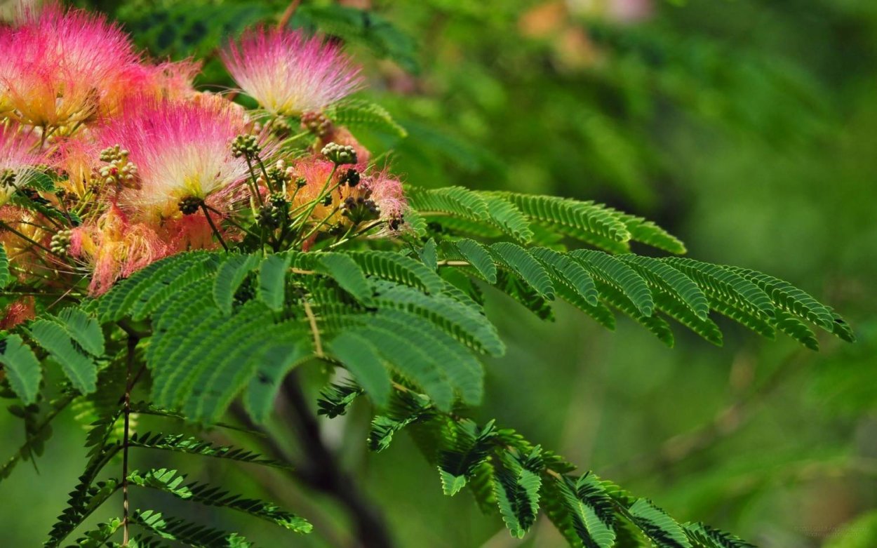 Акация Дикая Альбиция