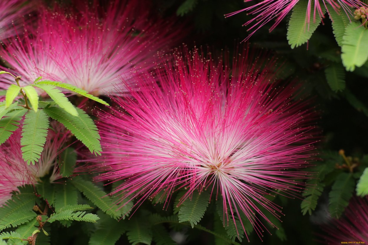 Альбиция ленкоранская цветение