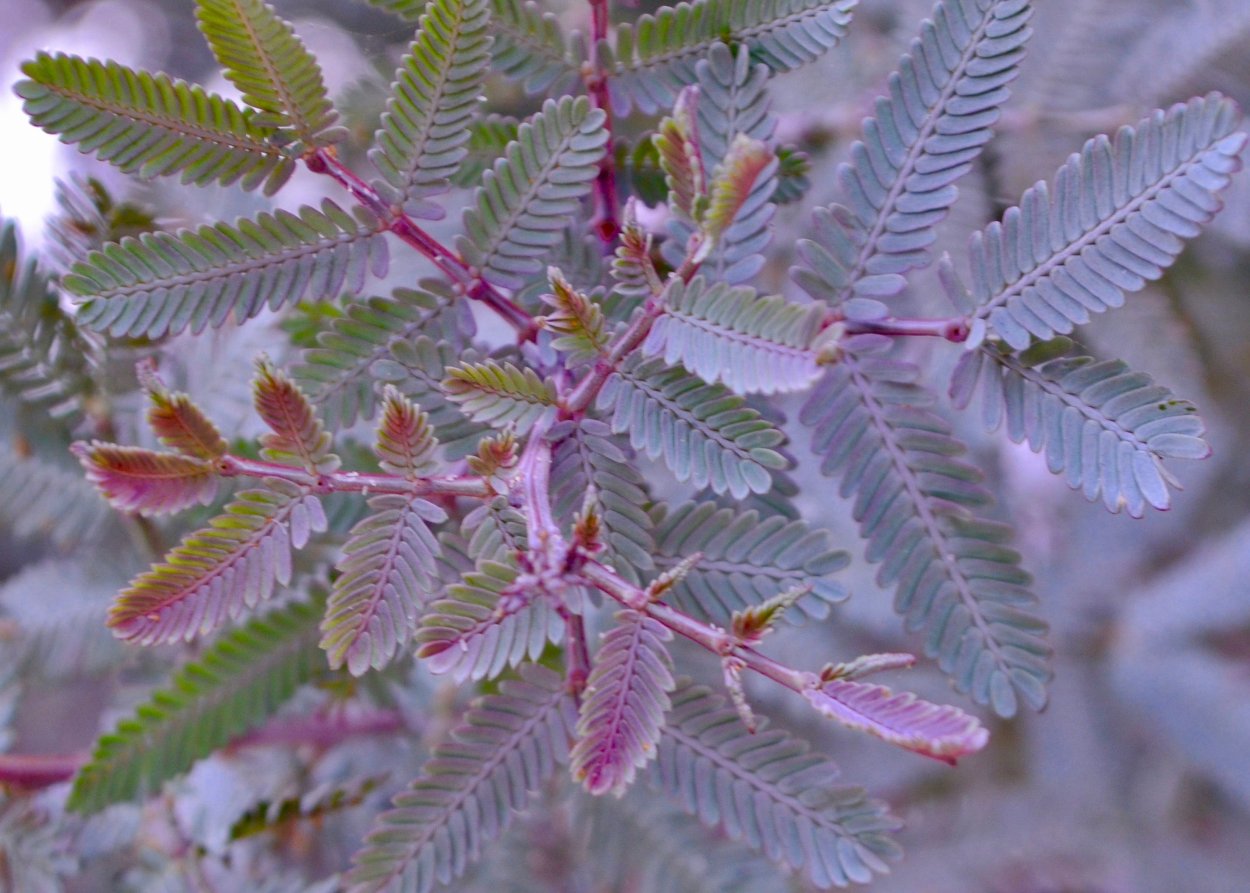 Акация камеденосная