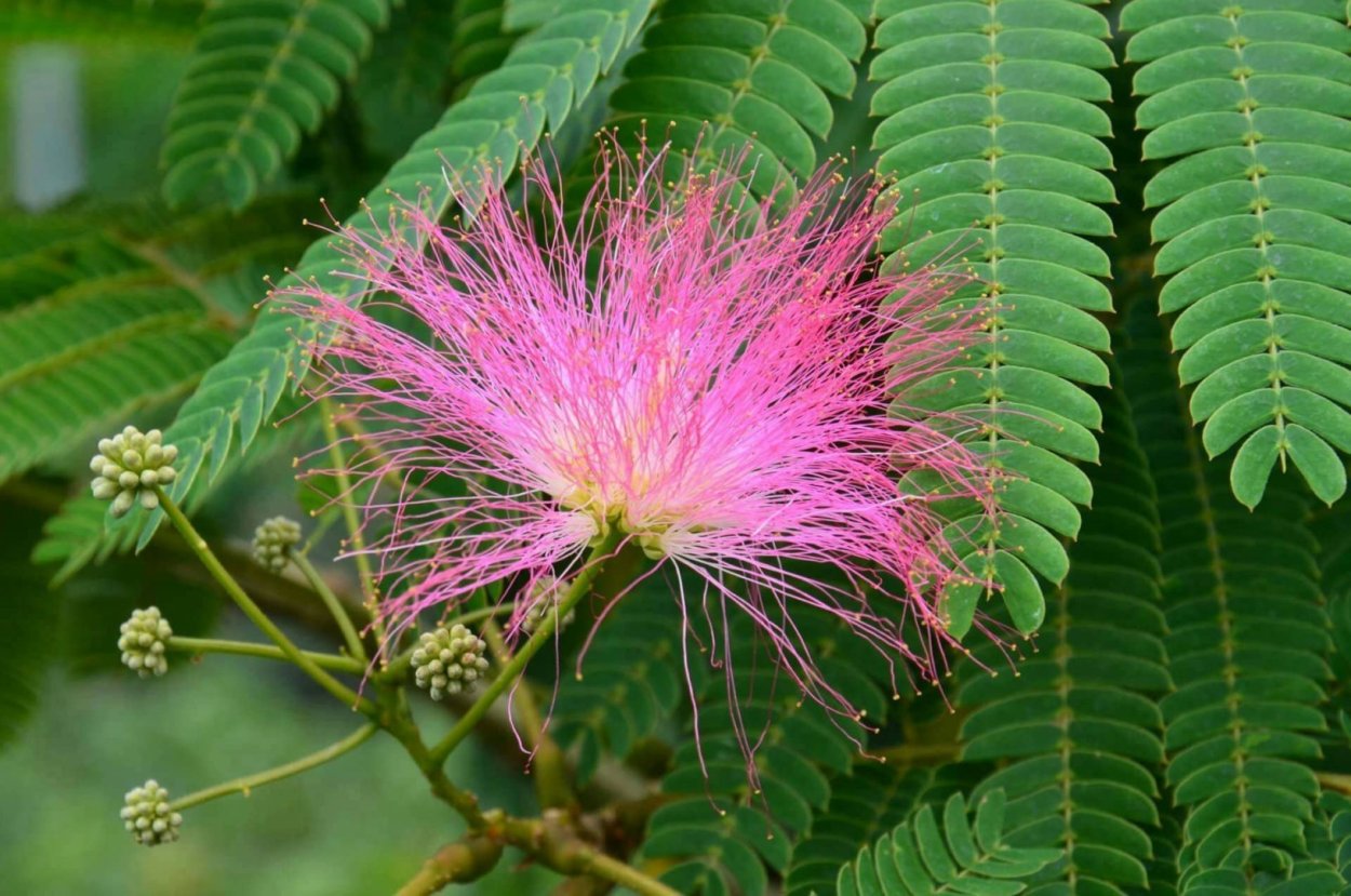 Albizia julibrissin Ombrella