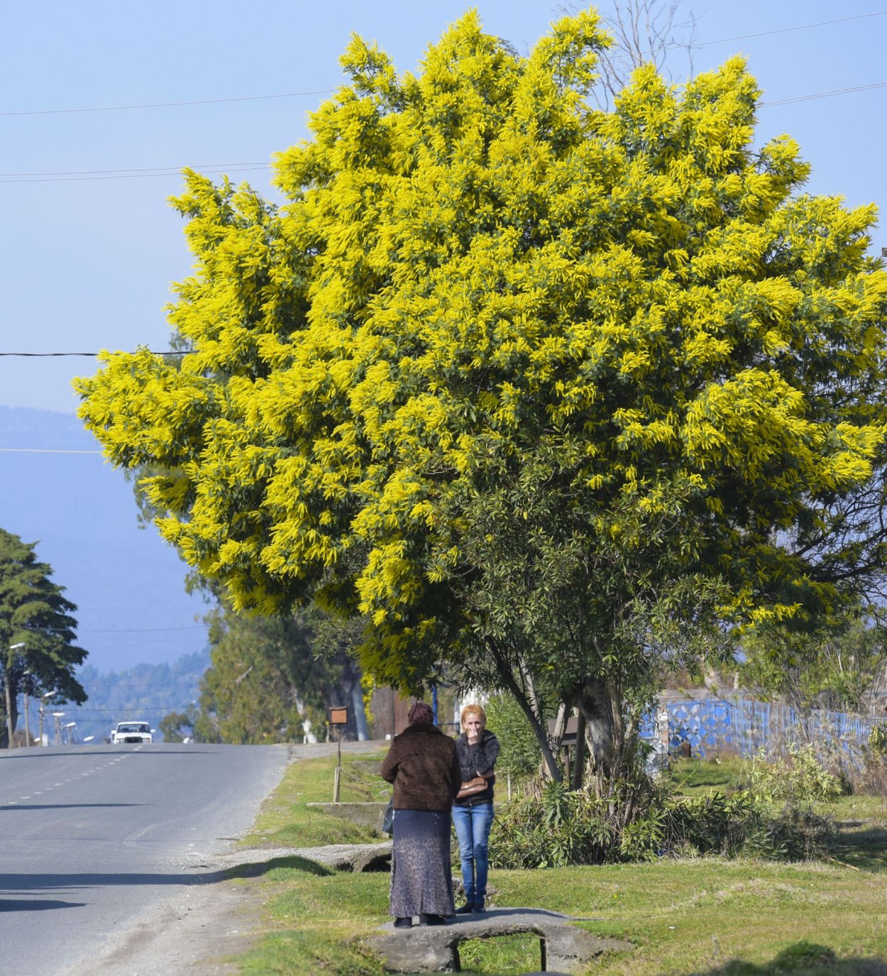 Мимоза Акация Абхазия
