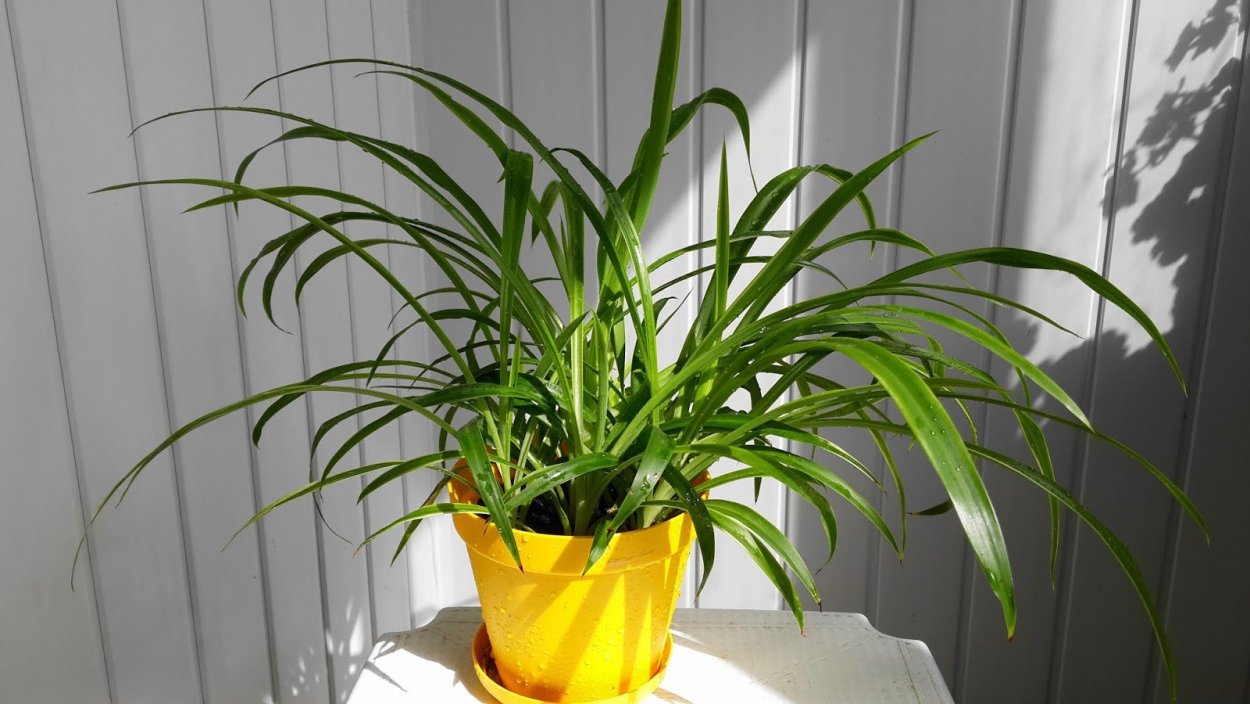 Хлорофитум Капский Chlorophytum