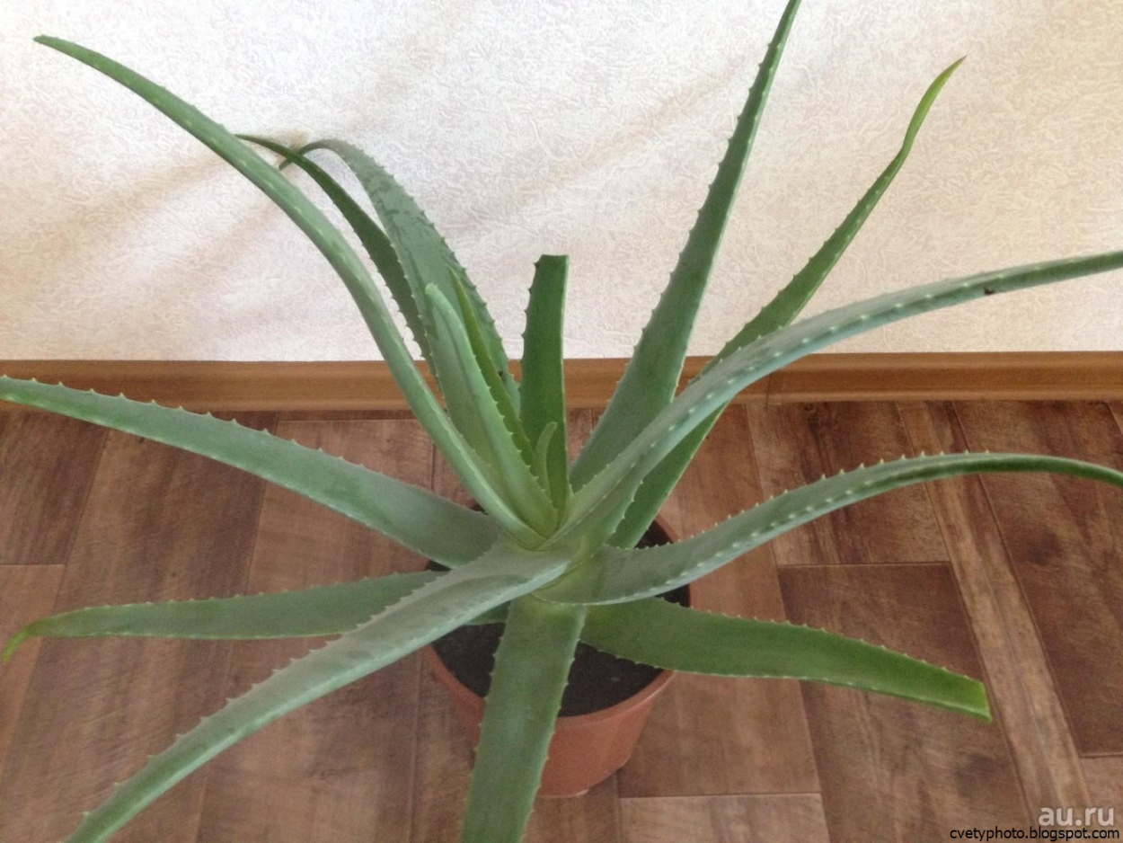 Алоэ книпхофиевидное