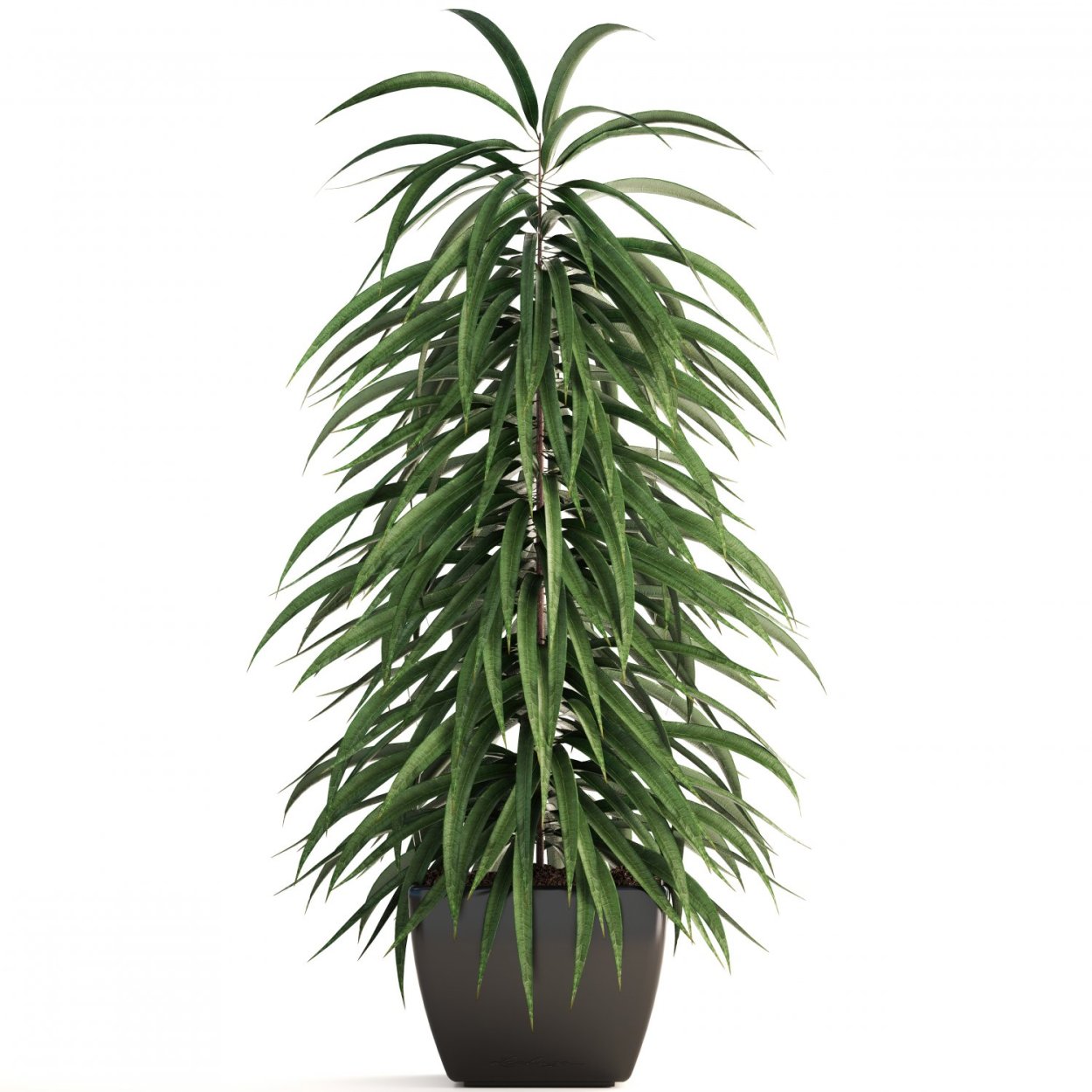 Фикус иволистный Бенедикта