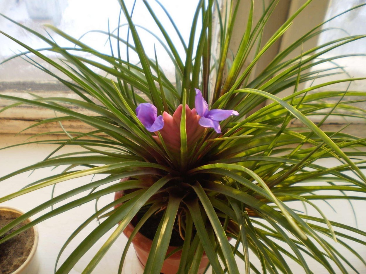 Комнатный цветок Тилландсия