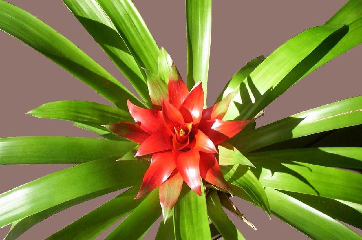 Бромелия гузмания