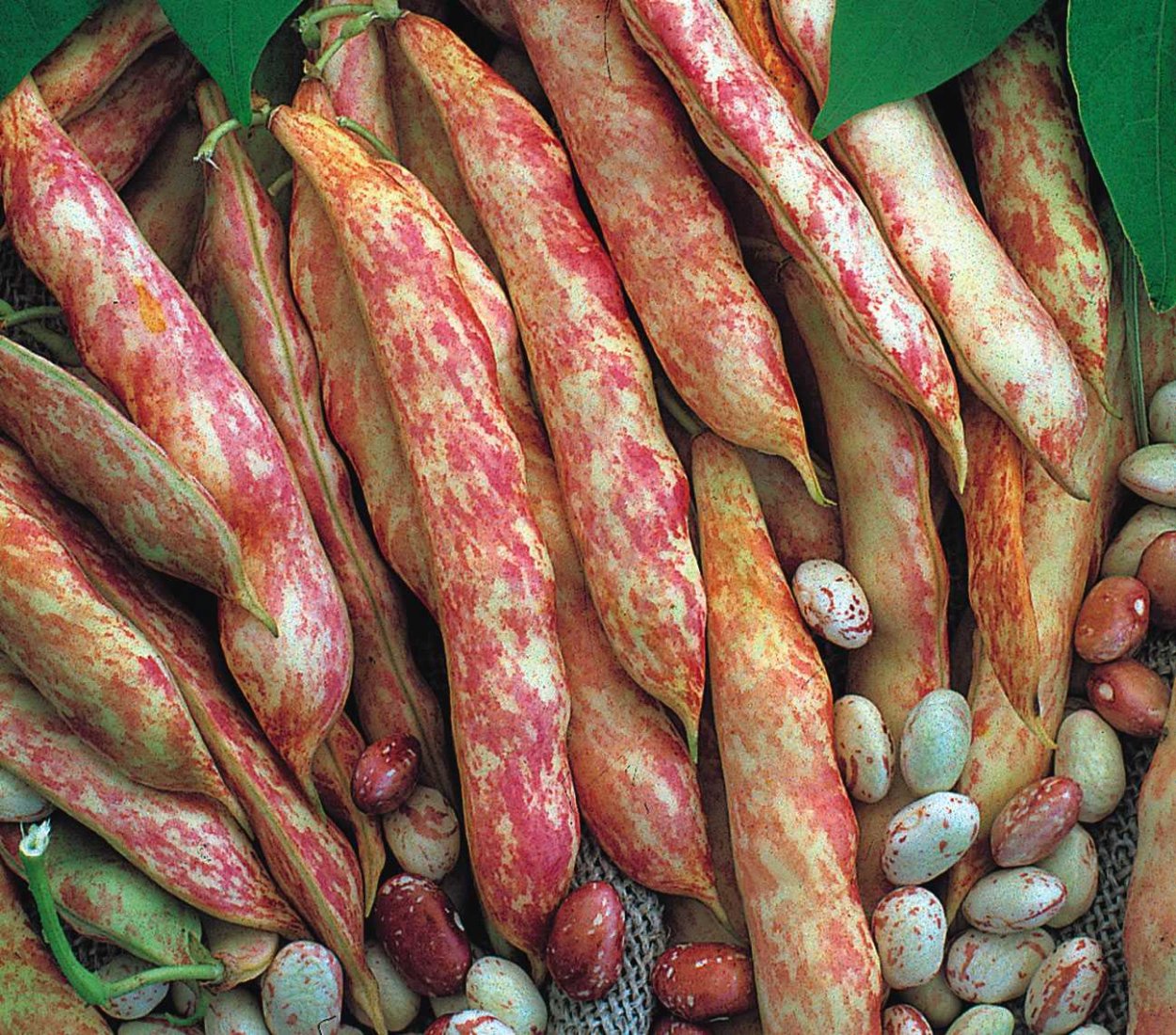 Фасоль Борлотто вьющаяся