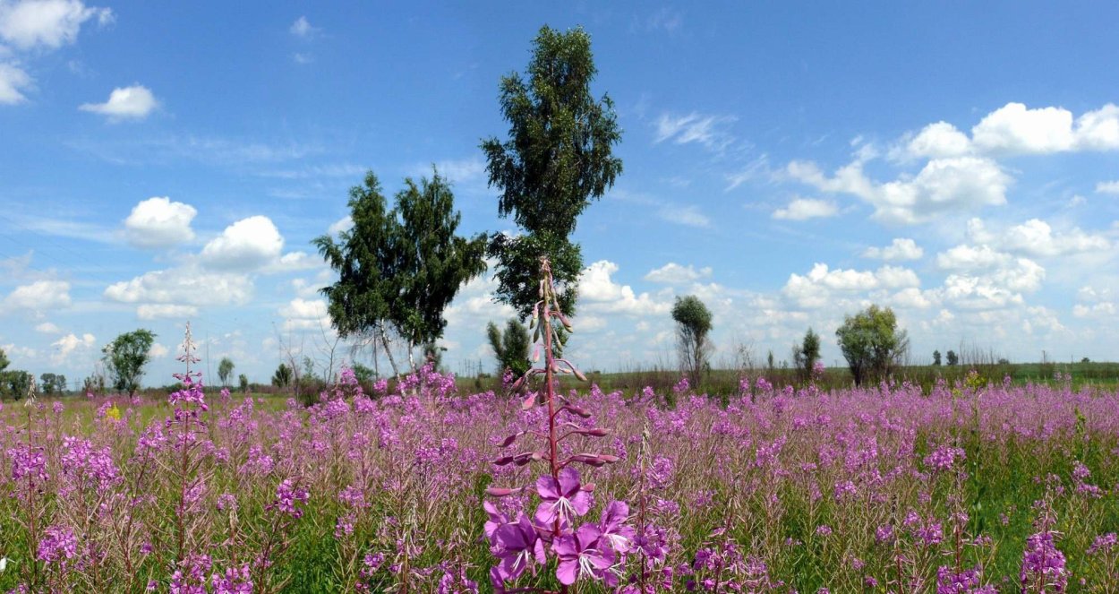Иван чай Новгородская область
