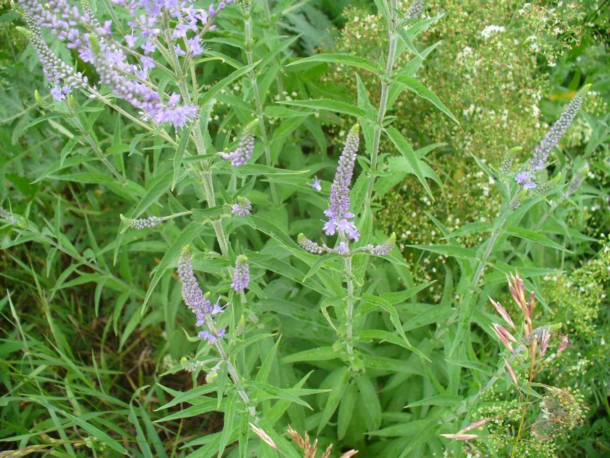 Растения Луга ХМАО Югры