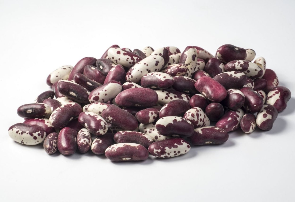 Фасоль сорт Индиана