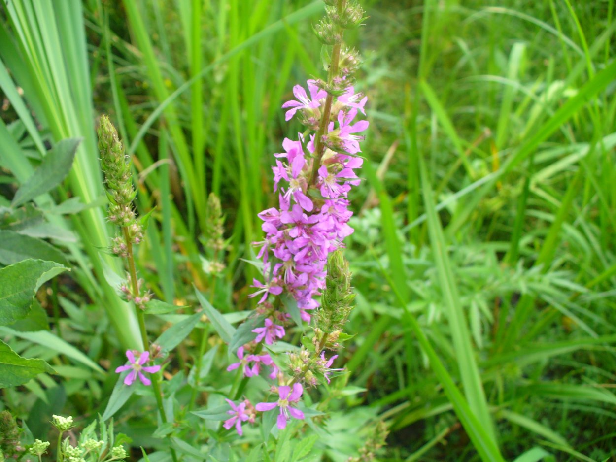 Дербенник листья