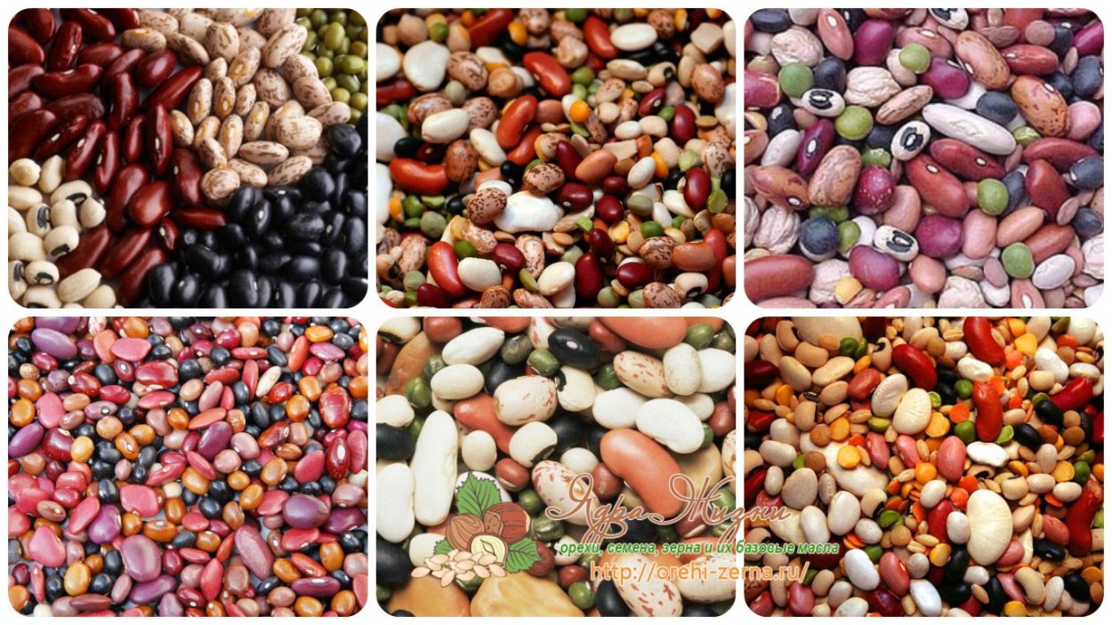 Фасоль разные сорта