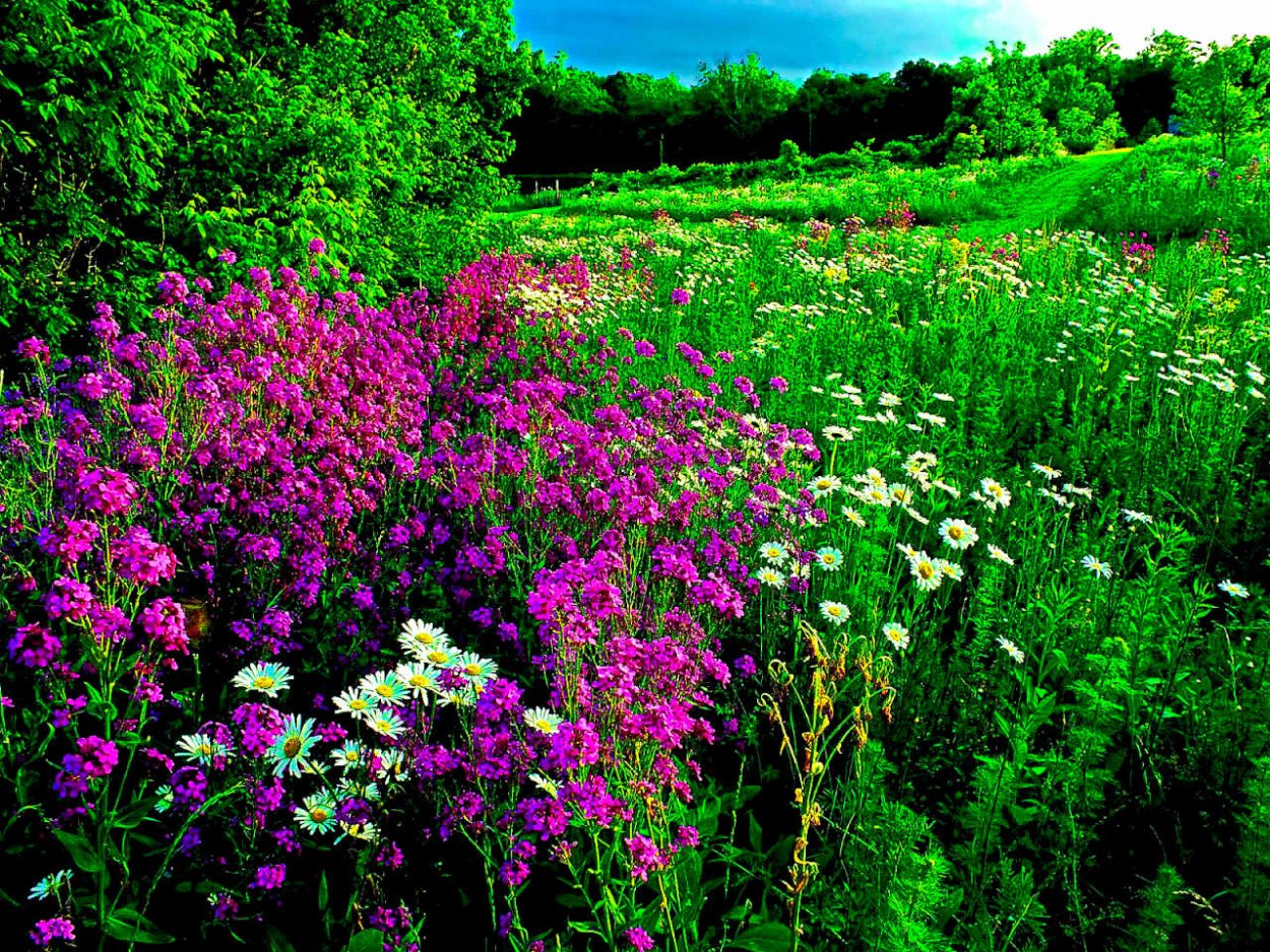 Луговое разнотравье