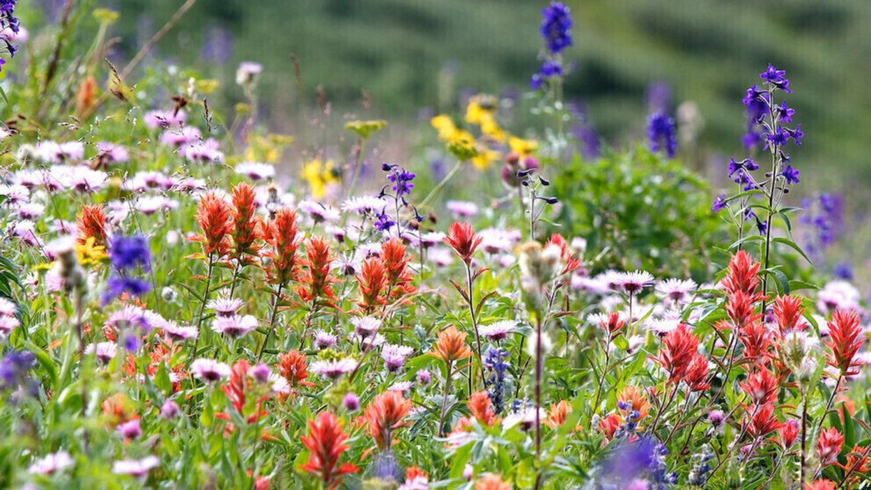 Сибирская Тайга растительность