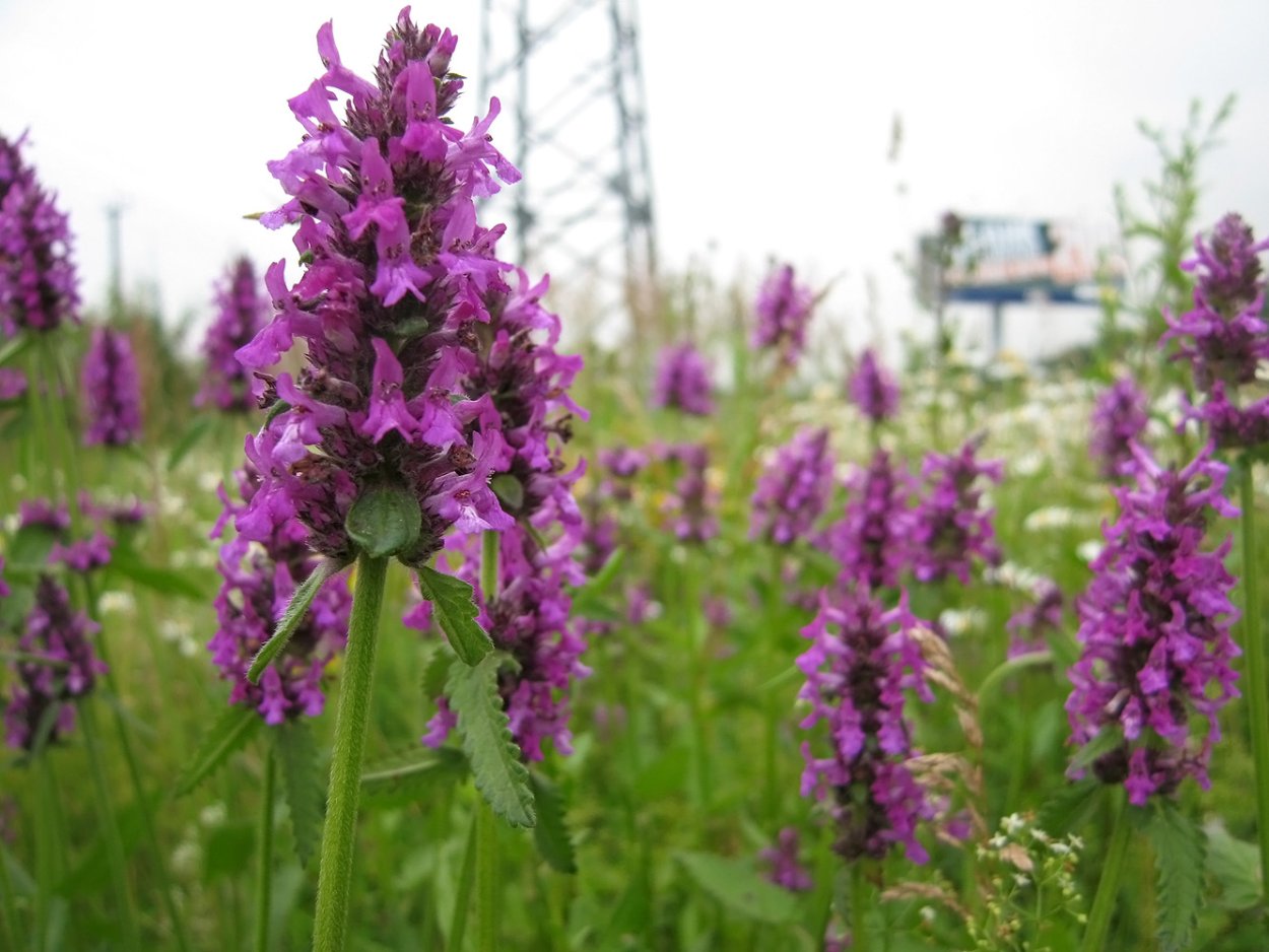 Кипрей узколистный