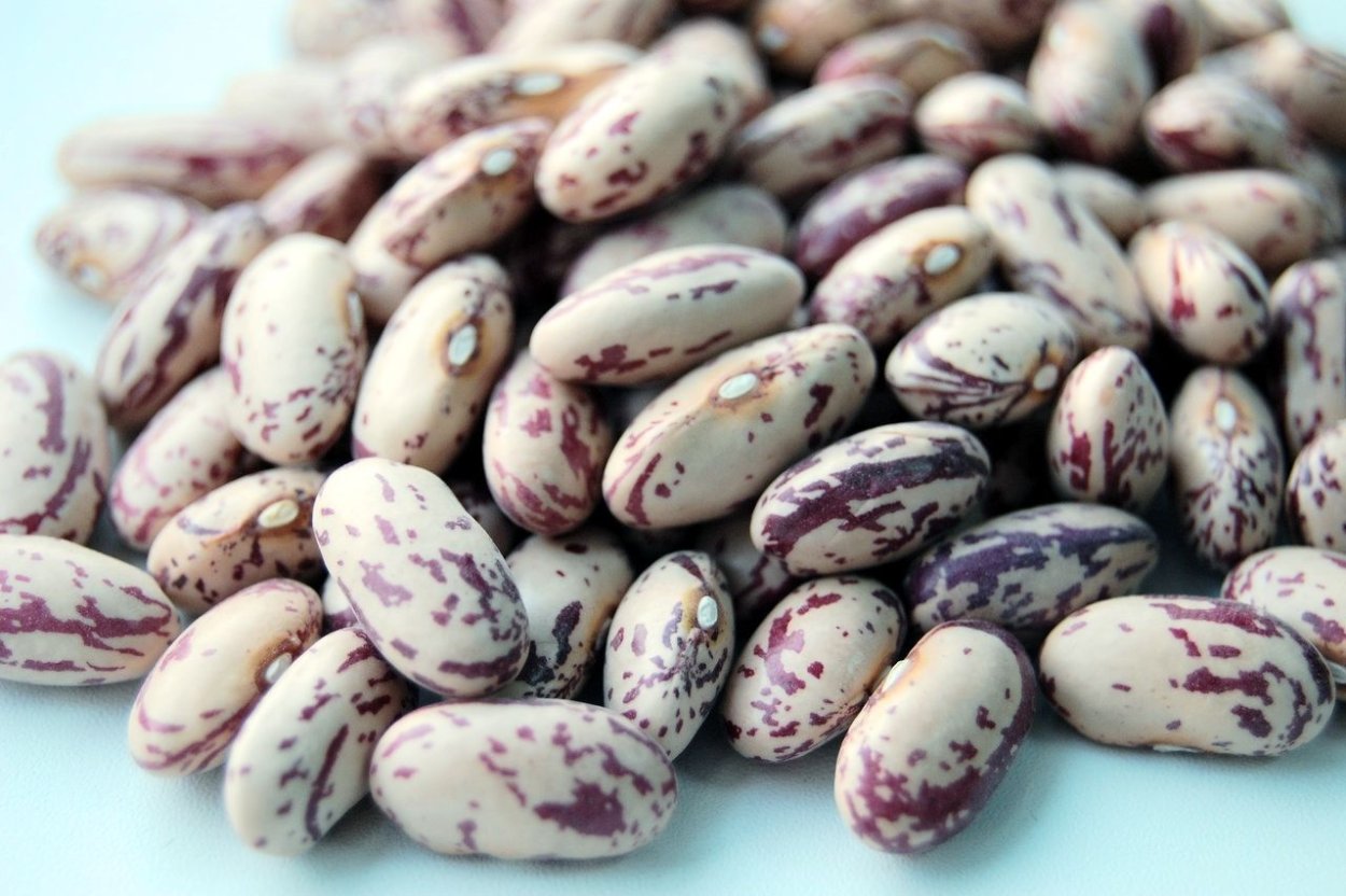 Сорт фасоли Пинто