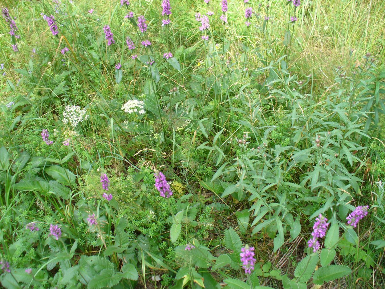 Лесные растения Подмосковья