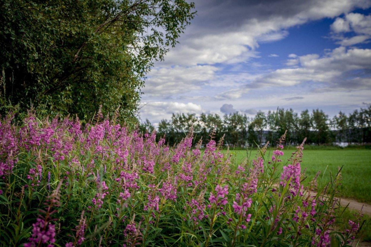 Иван чай кипрей Луговой