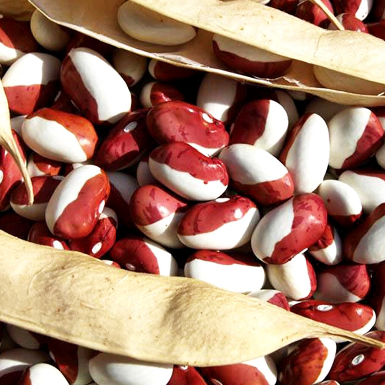 Фасоль красная шапочка семена