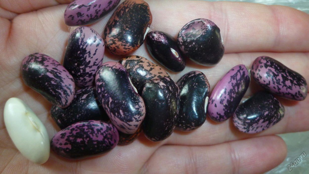 Сорт фасоли Вайолет