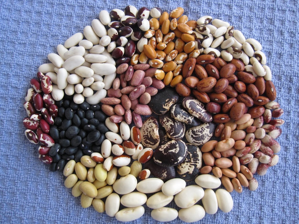 Фасоль зерно