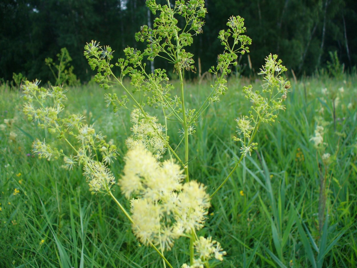 Медоносы Подмосковья