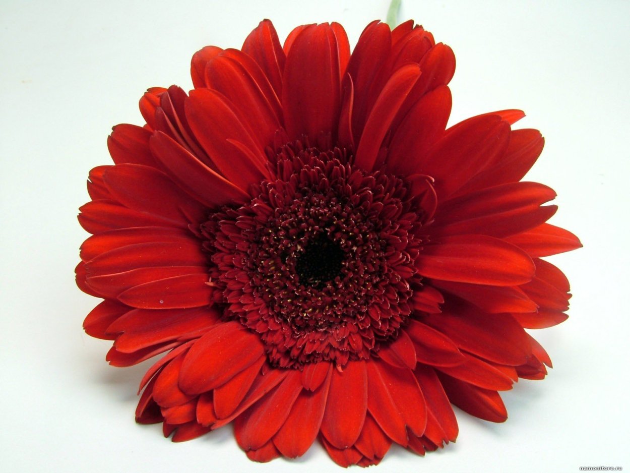 Красный цветок