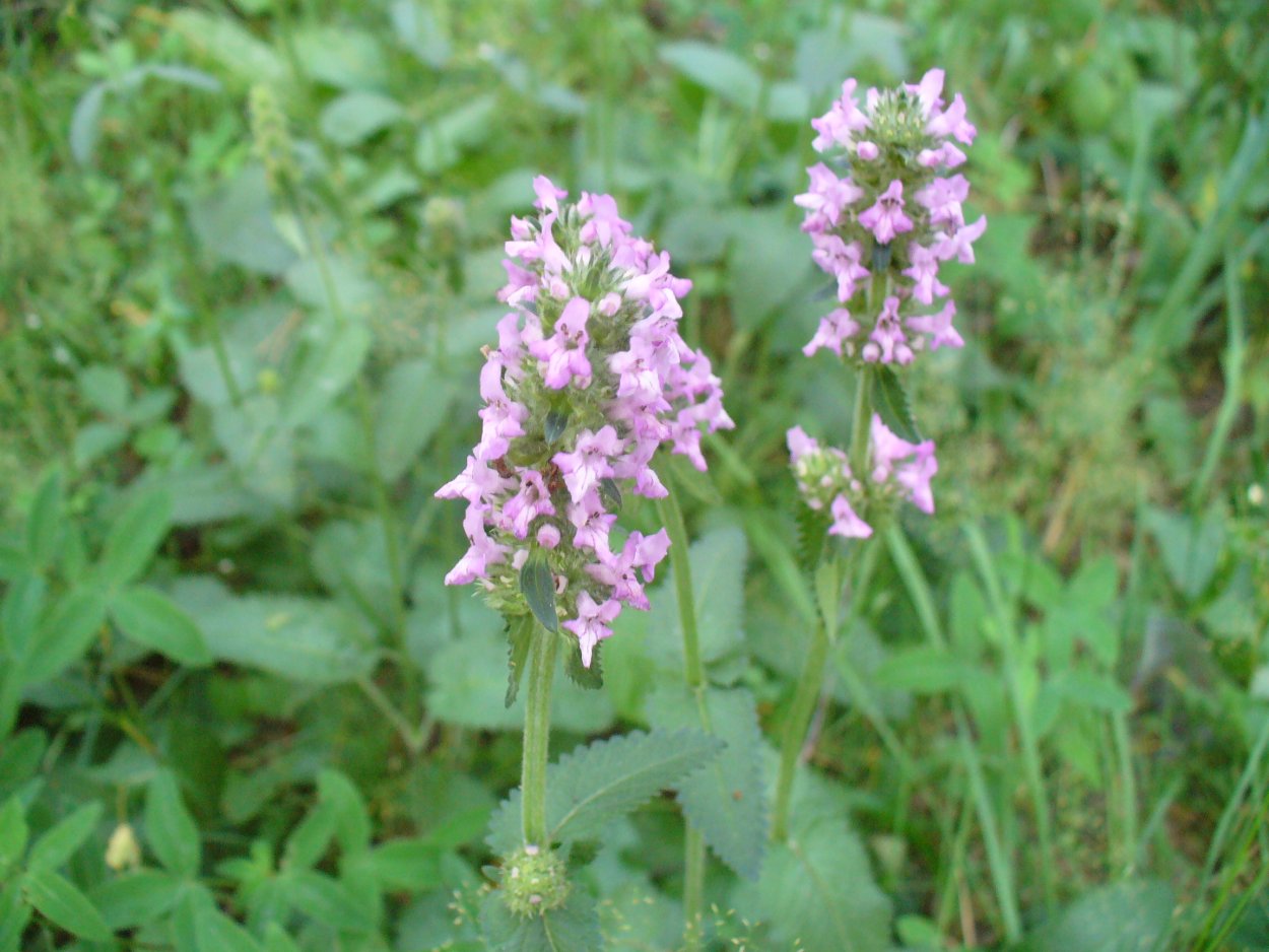 Семейство буквица лекарственная