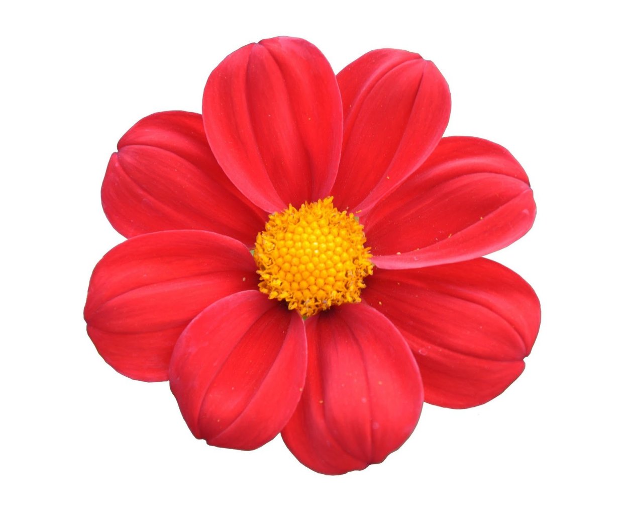 Красивые одиночные цветы