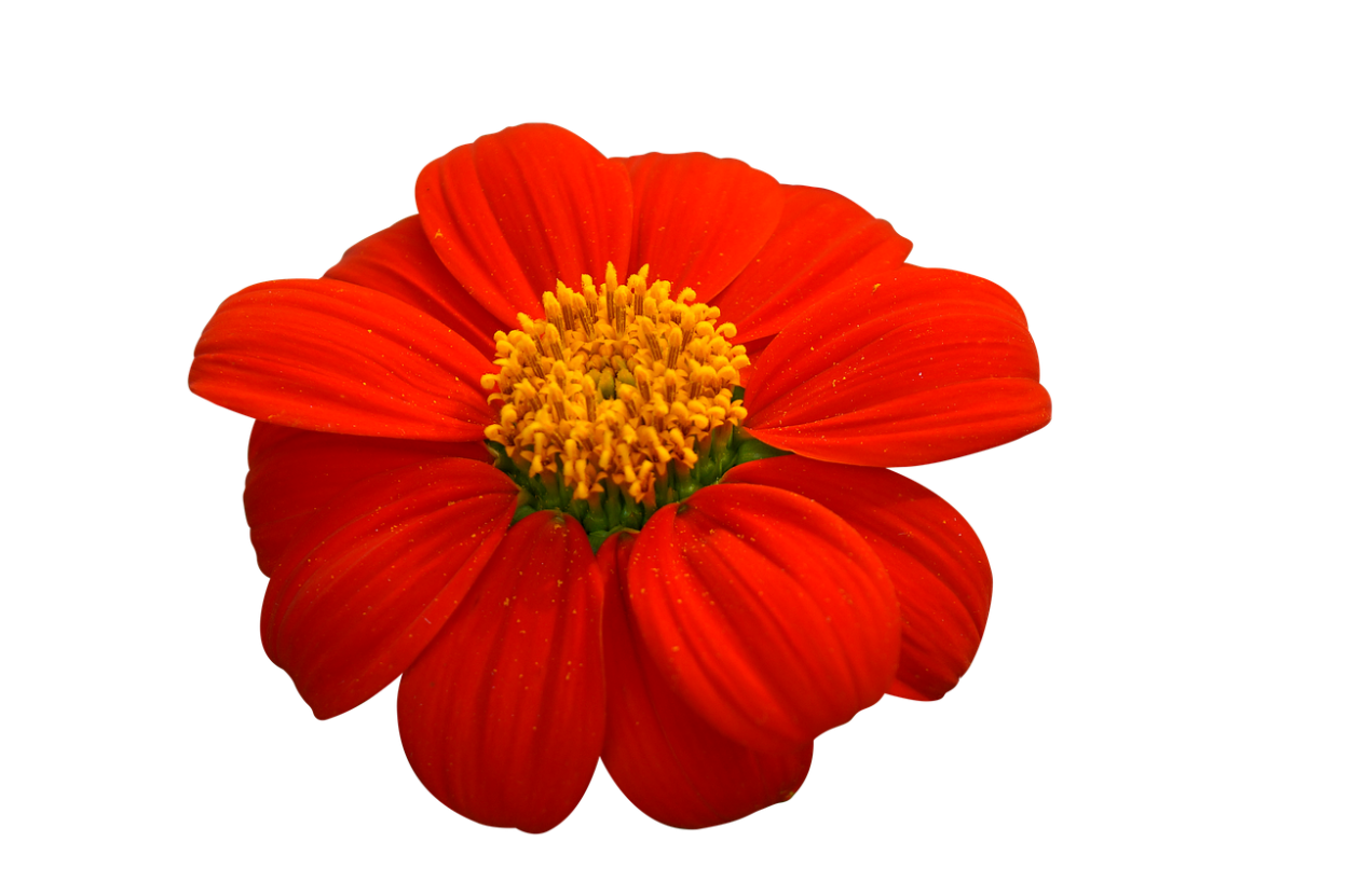 Цветочек красного цвета