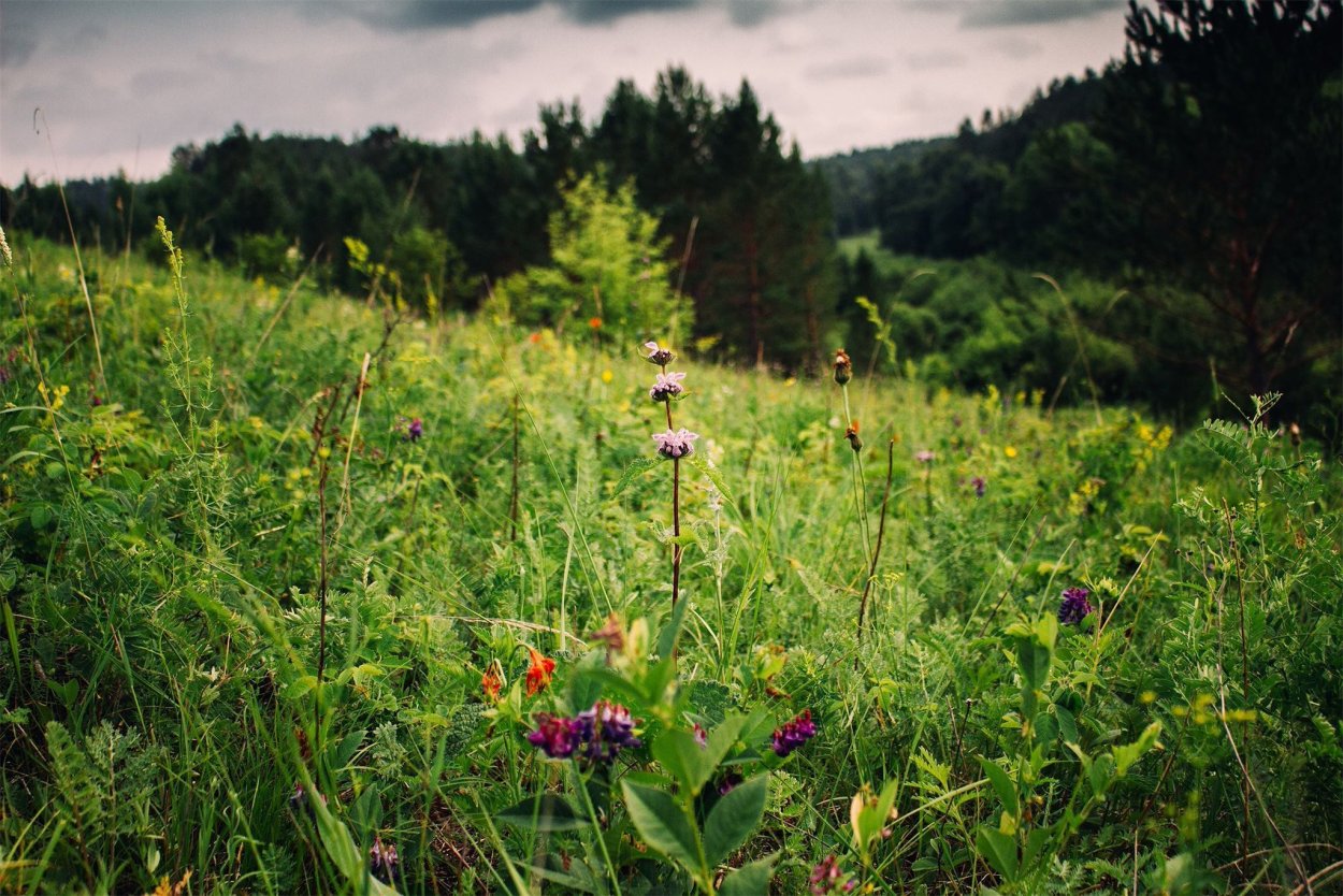Вероника длиннолистная