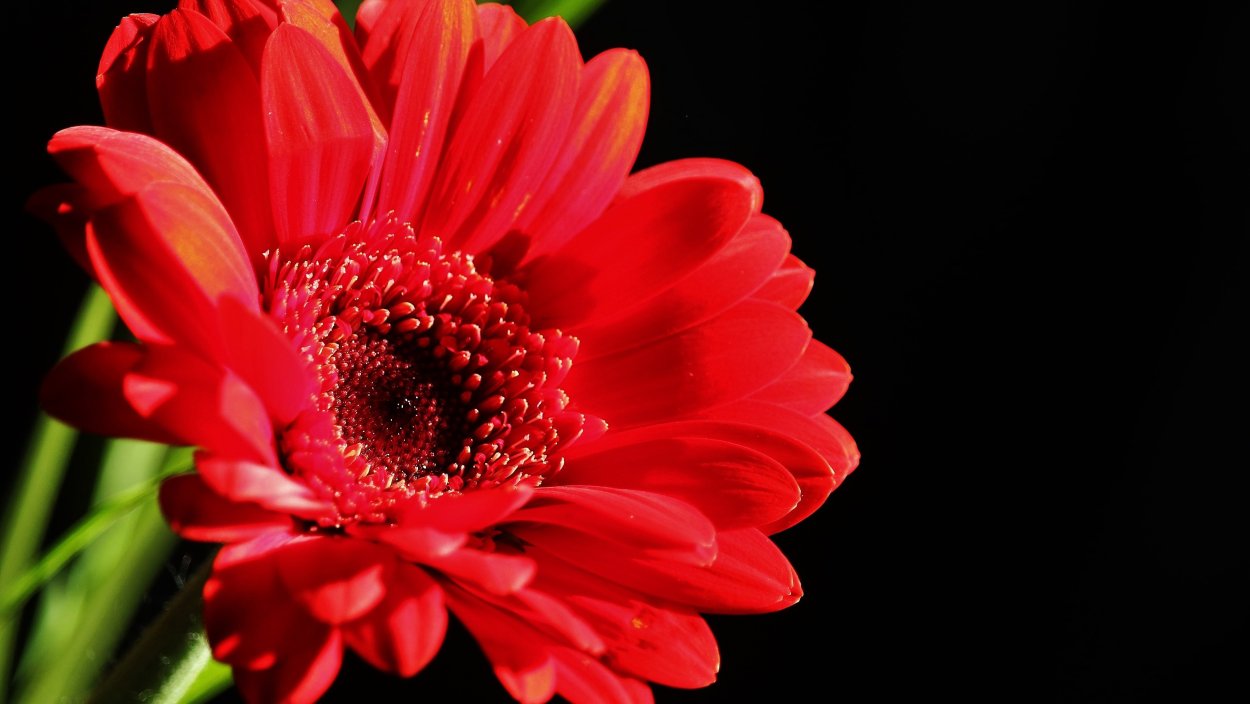 Ярко красные цветы