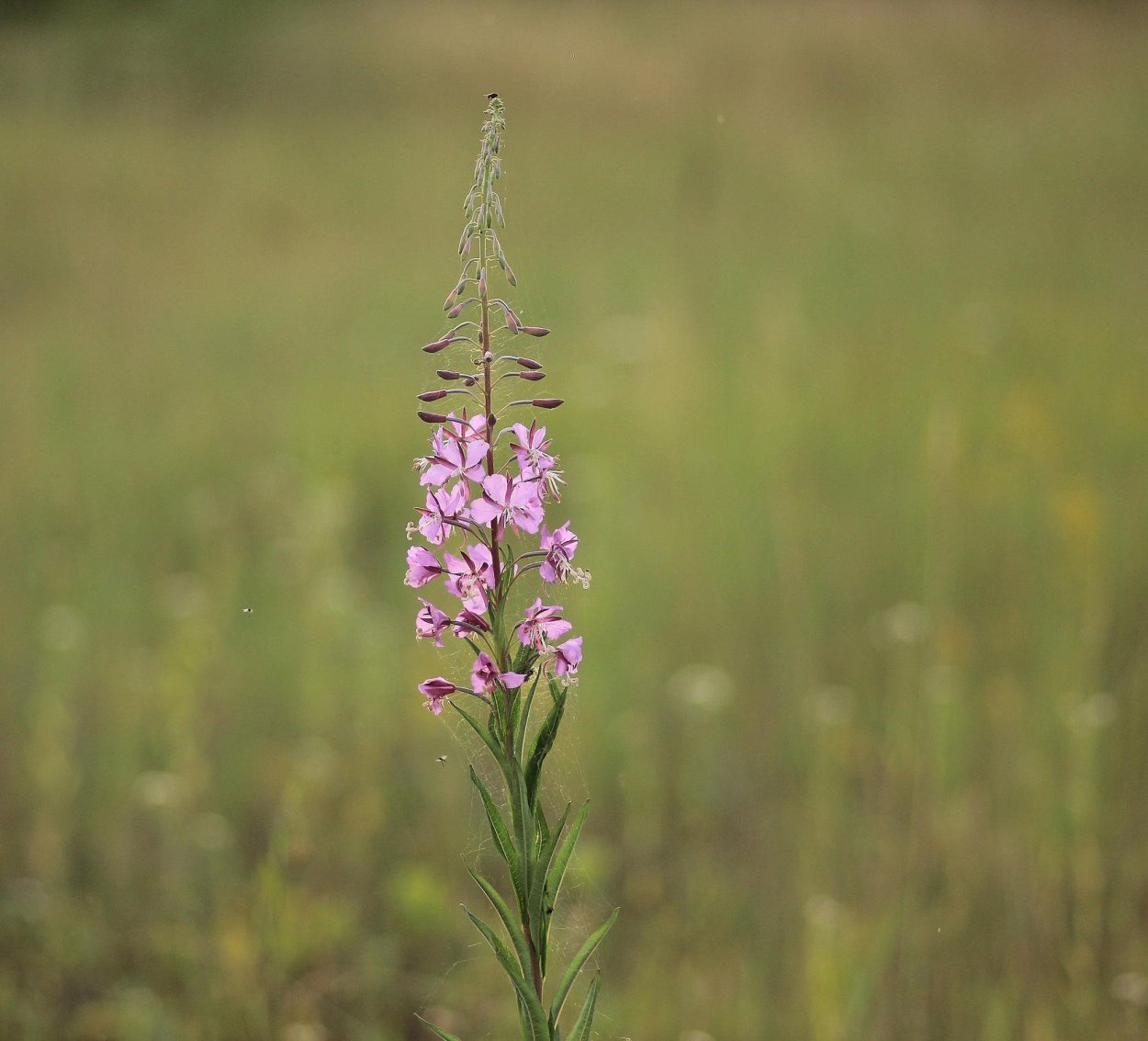 Лесные лекарственные растения