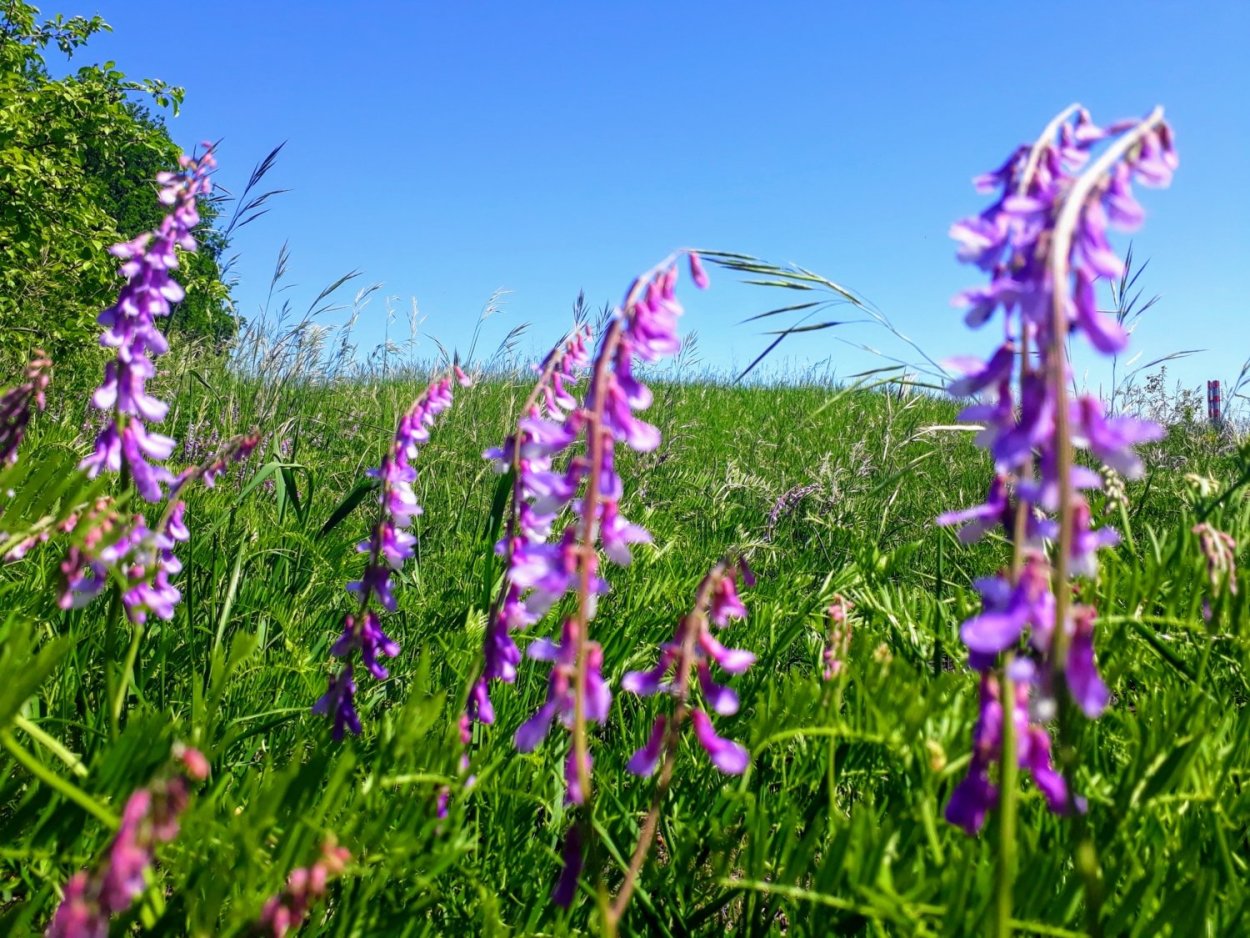 Пустырник сердечный (Leonurus cardiaca)