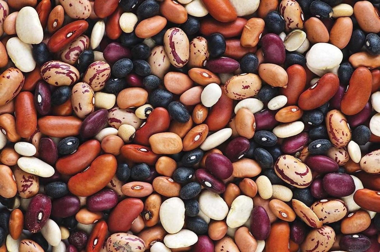 Фасоль обыкновенная