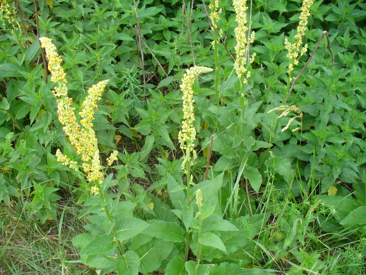 Шалфей Луговой