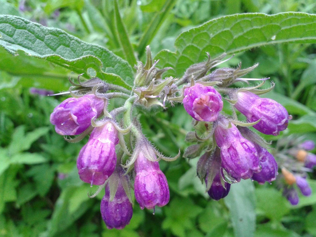 Лекарственные растения в природе