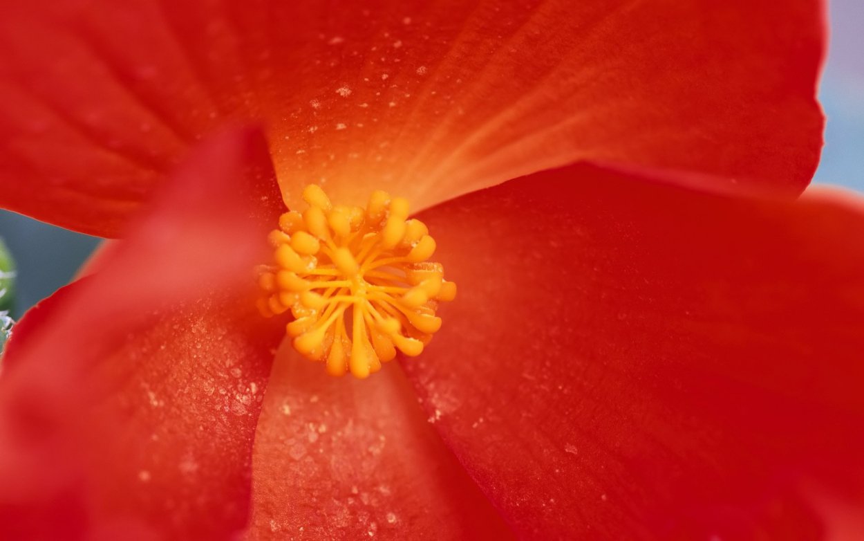 Маленькие красные цветочки