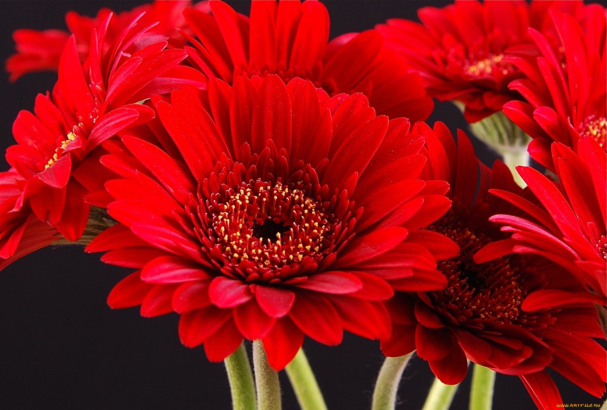 Гербер цветок