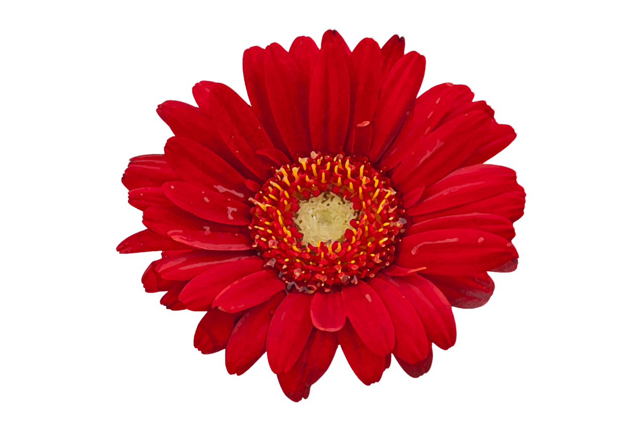 Красная Гербера на белом фоне
